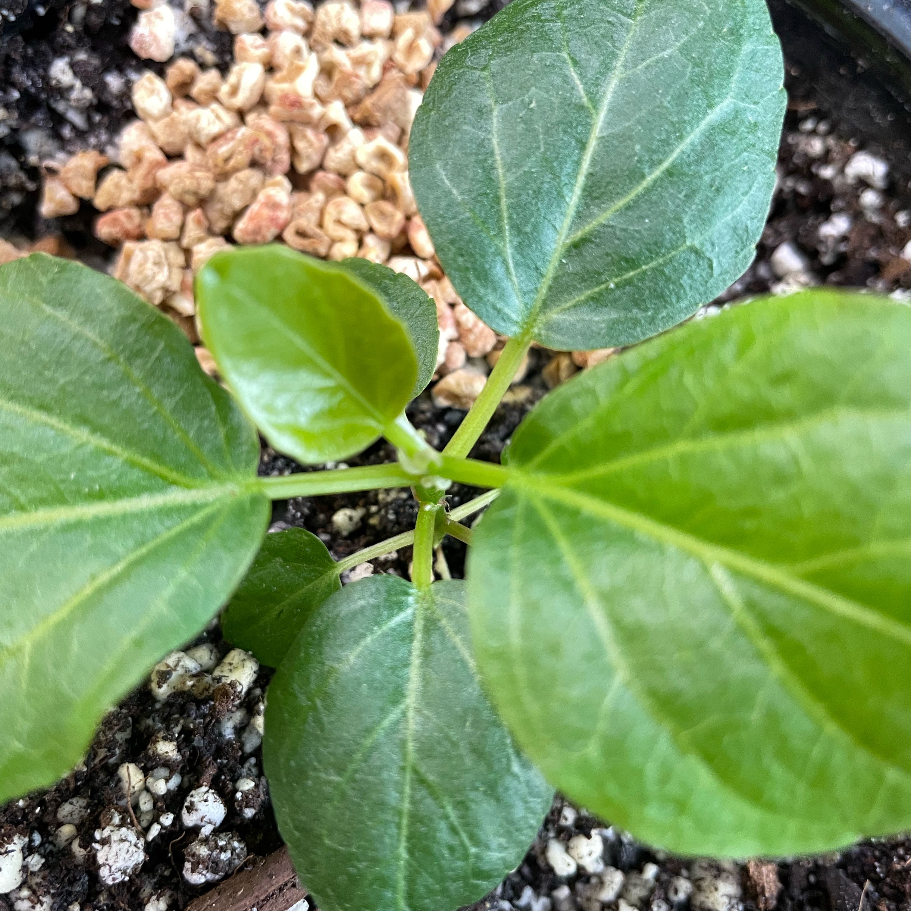 Photo of the plant species Ficus by @SuperbRaspfern named Michelle Branch on Greg, the plant care app