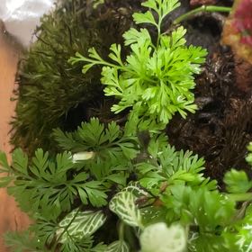 Photo of the plant species Black Rabbit Foot Fern by @SuperbRaspfern named Darwin on Greg, the plant care app