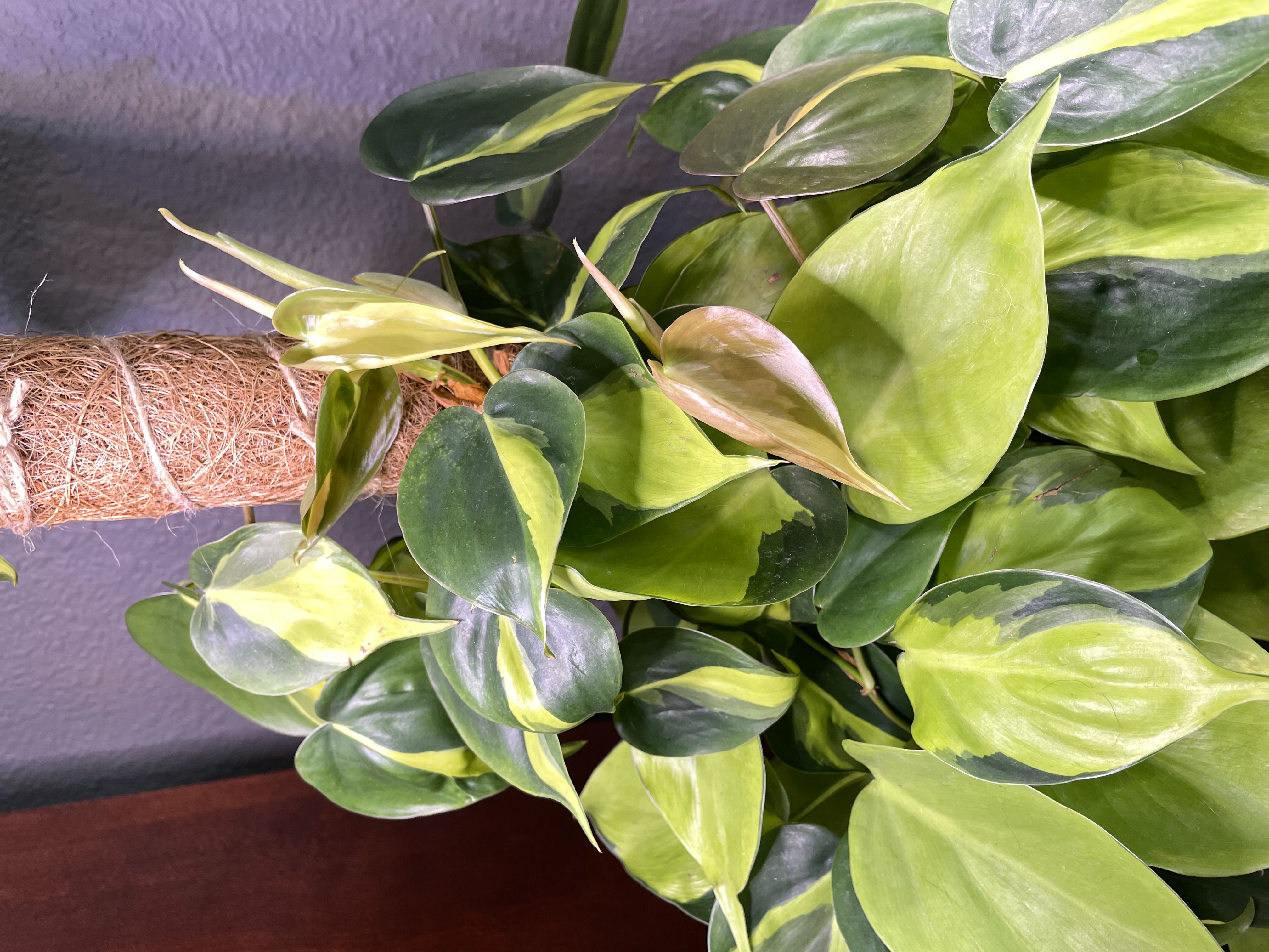 Photo from the post