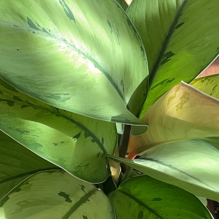 Photo of the plant species Emerald Gem by @SuperbRaspfern named Tree Diddy on Greg, the plant care app