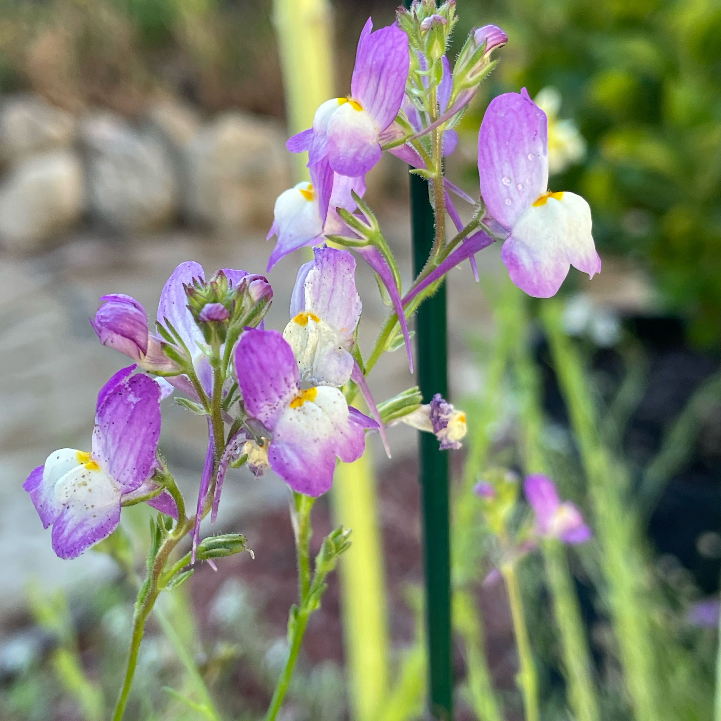 Photo of the plant species Pinepink by @SuperbRaspfern named Kesha on Greg, the plant care app