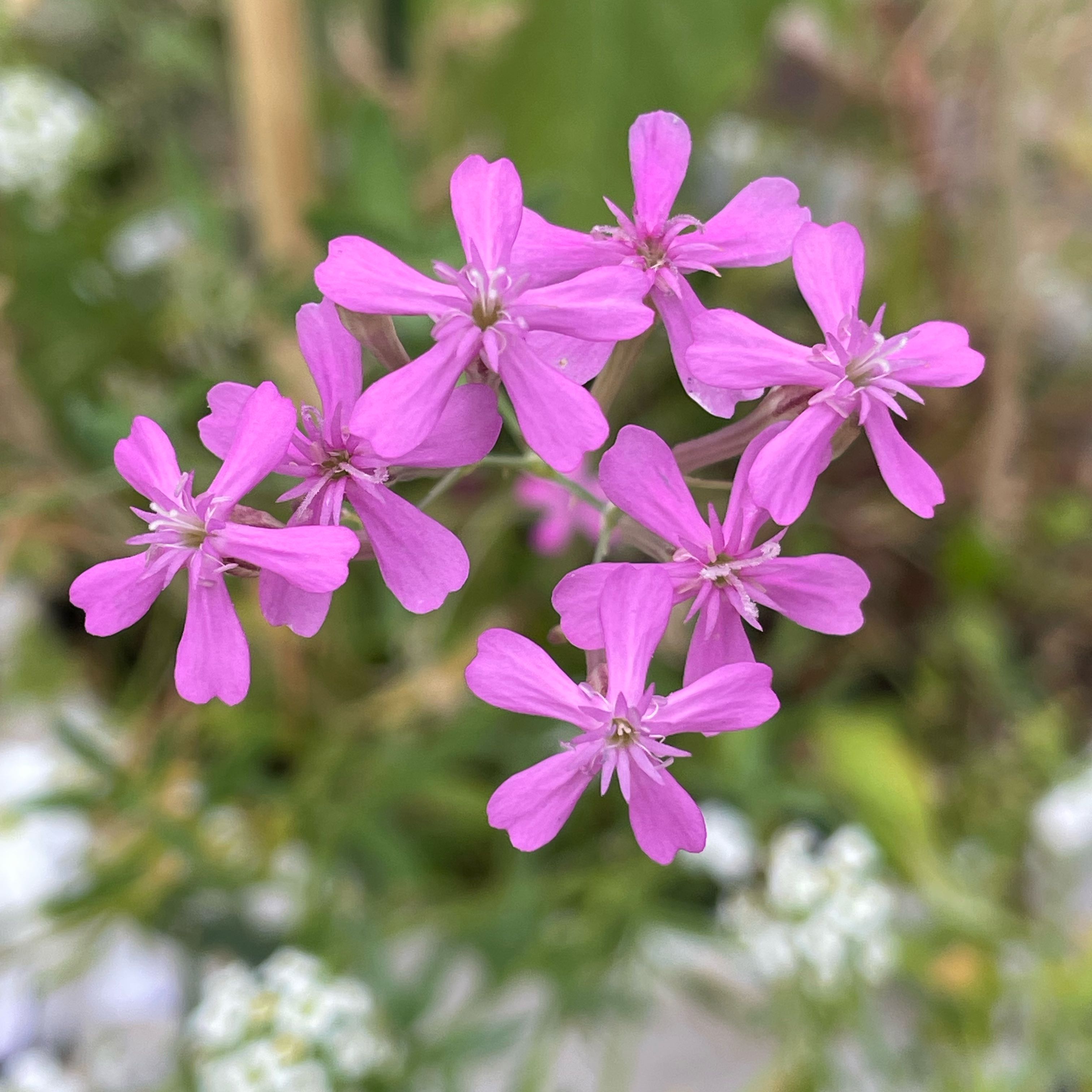 Photo of the plant species Rock Soapwort by @SuperbRaspfern named Demi on Greg, the plant care app