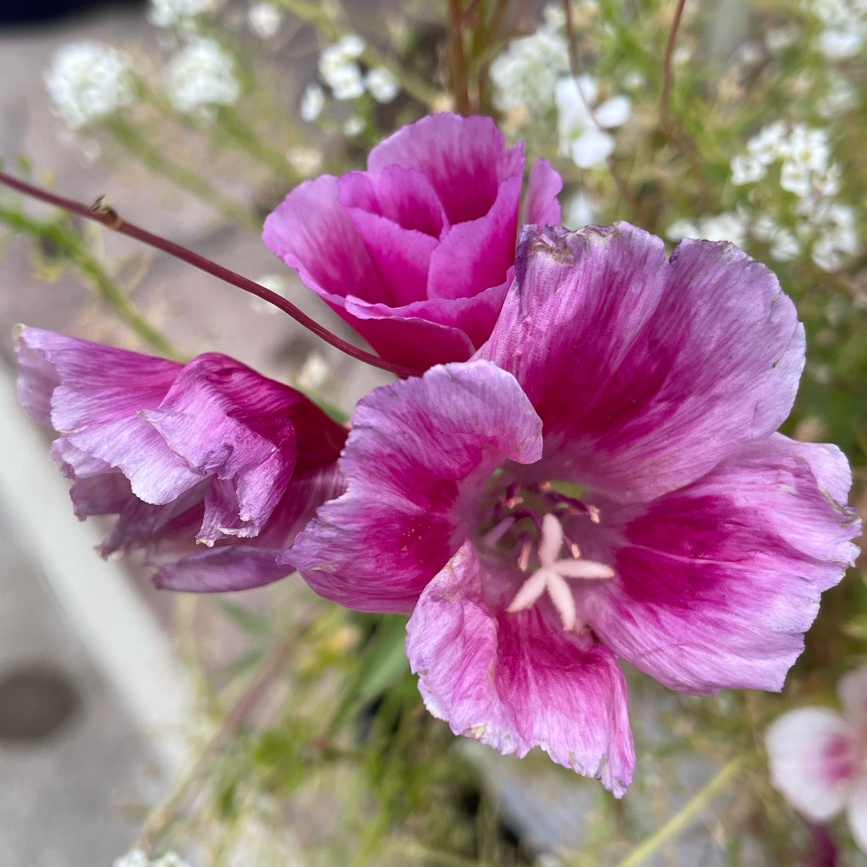 Photo of the plant species Lindley's Clarkia by @SuperbRaspfern named LiloStitch on Greg, the plant care app