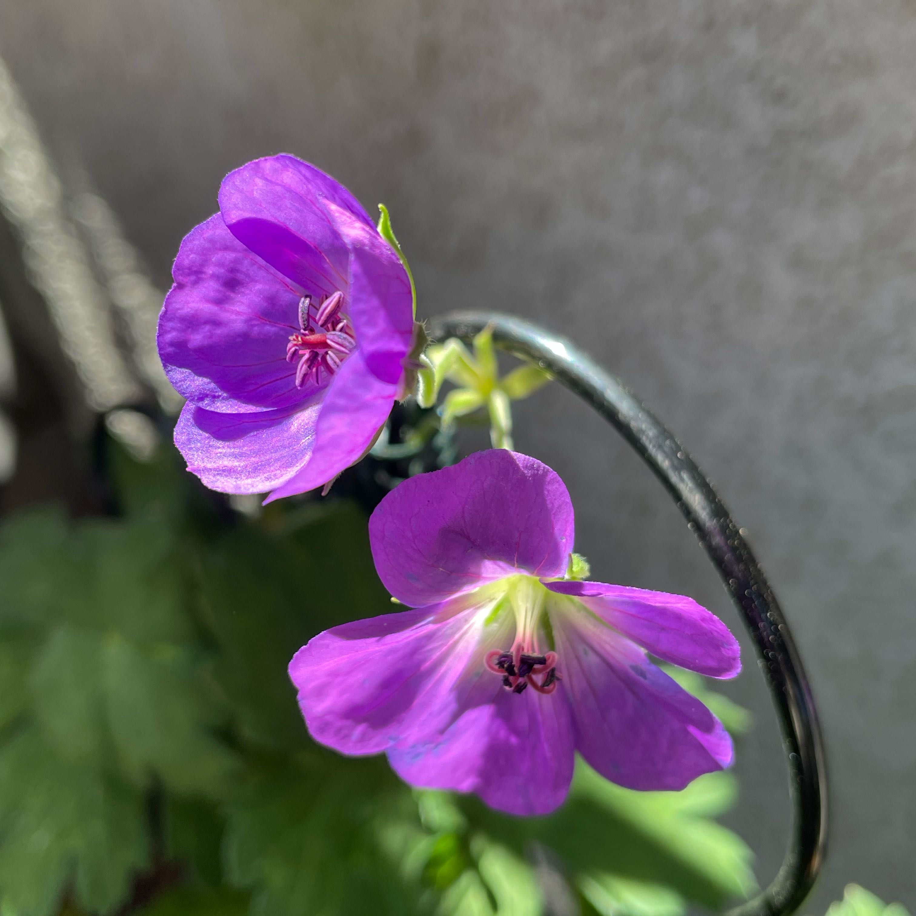 Photo of the plant species Wood Crane's-Bill by @SuperbRaspfern named Michelle Branch on Greg, the plant care app