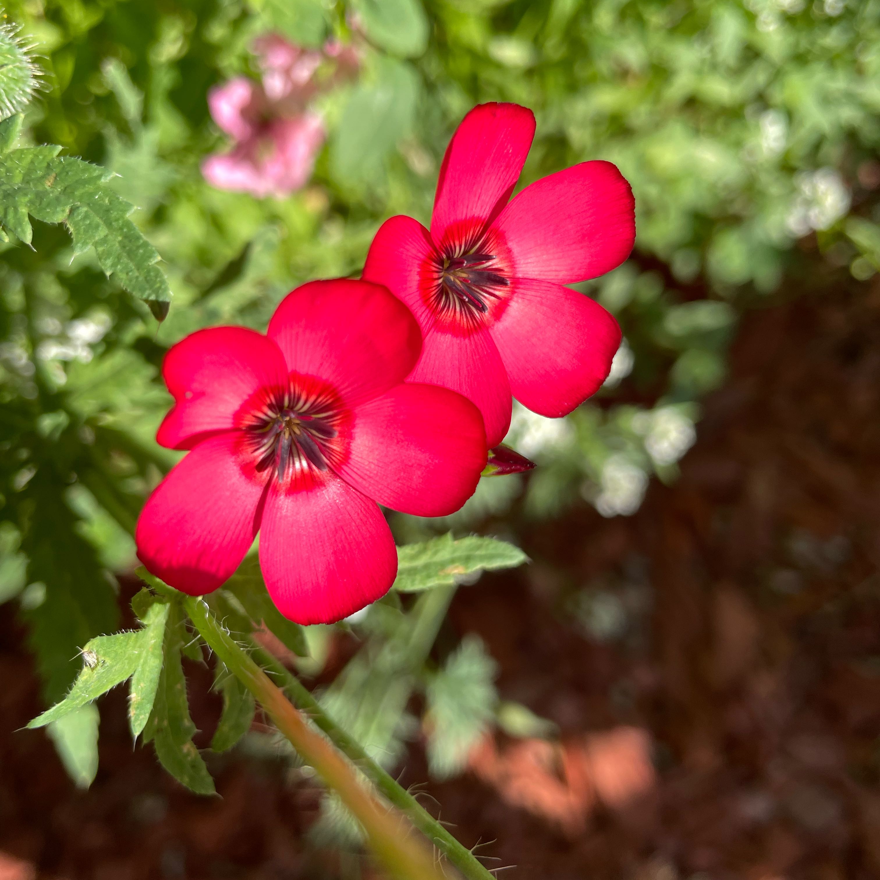 Photo of the plant species Flowering Flax by @SuperbRaspfern named Planty on Greg, the plant care app