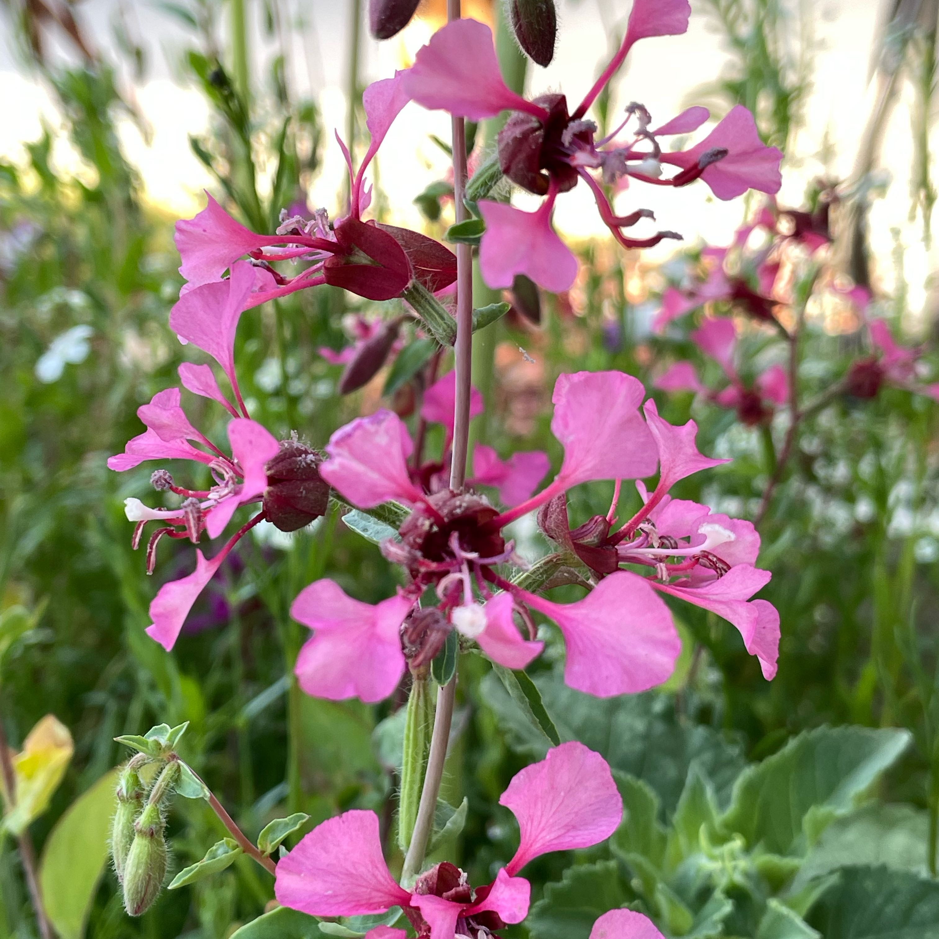 Photo of the plant species Clarkia by @SuperbRaspfern named Rosa on Greg, the plant care app