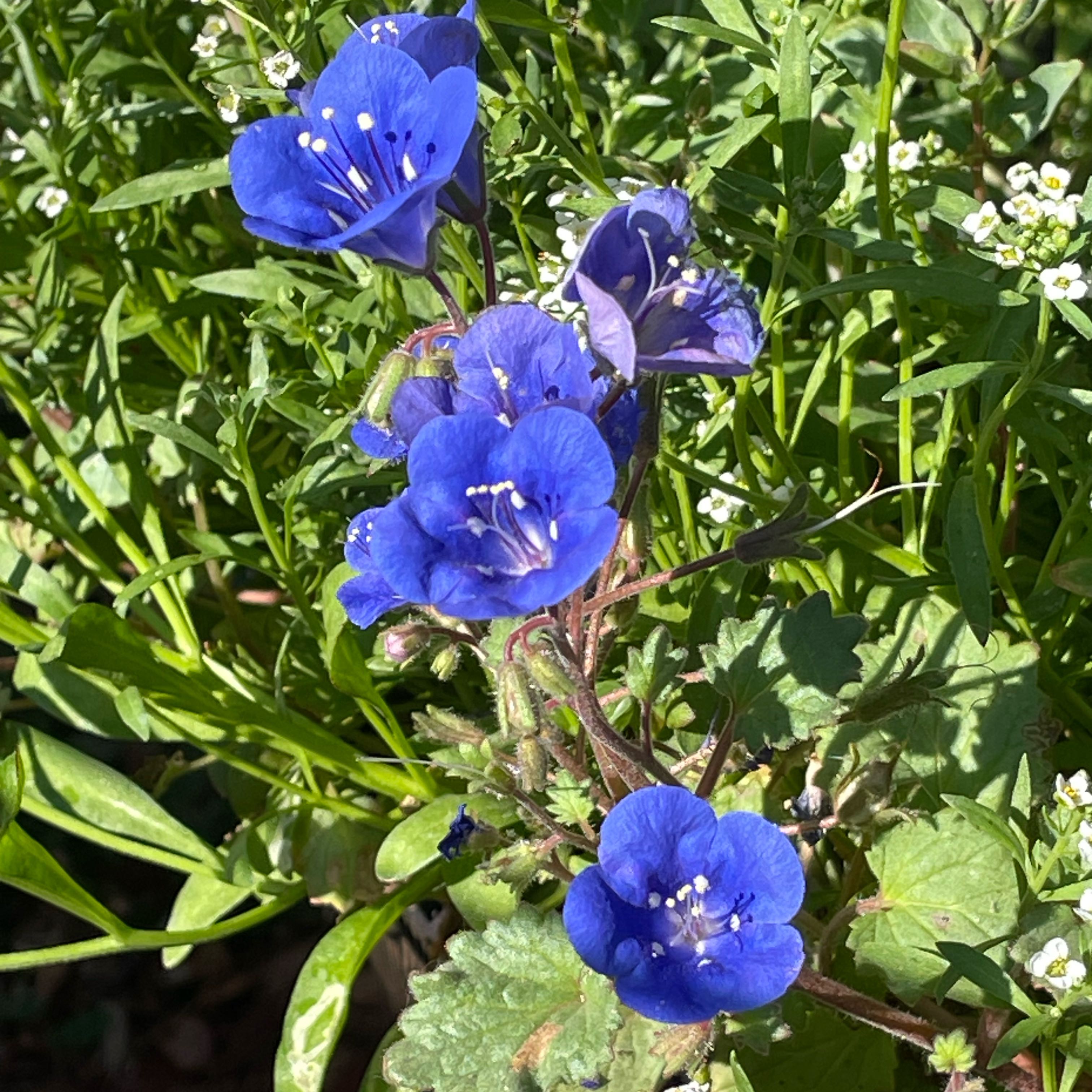 Photo of the plant species Desertbells by @SuperbRaspfern named Einstein on Greg, the plant care app