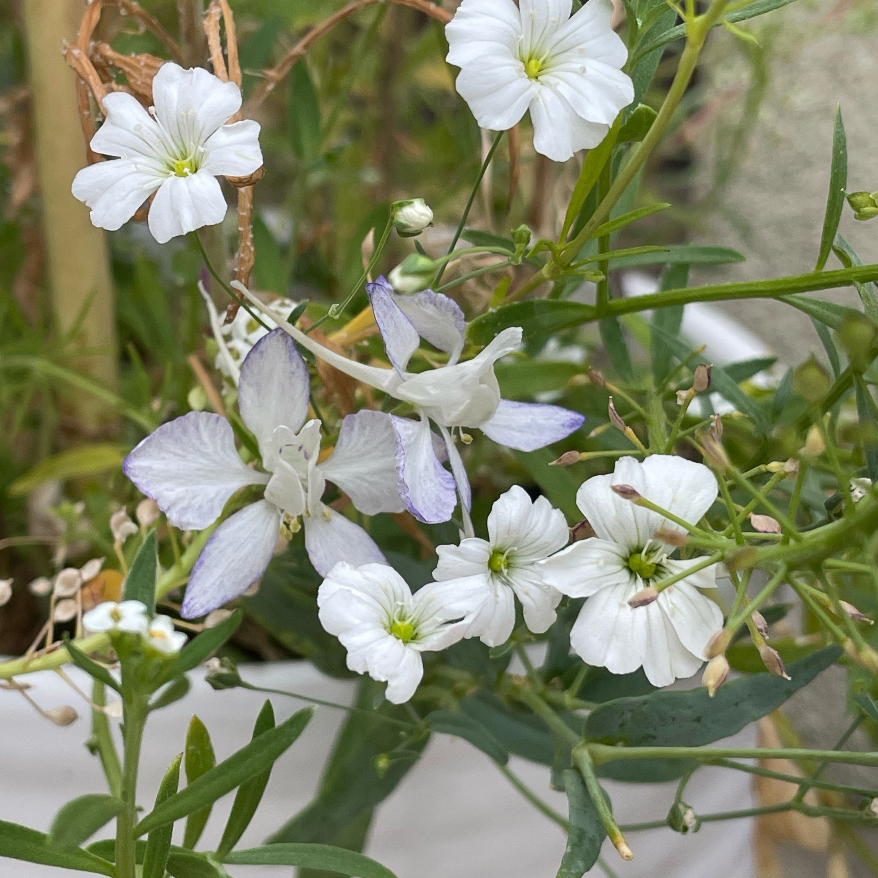 Photo of the plant species Common Flax by @SuperbRaspfern named Zeus on Greg, the plant care app