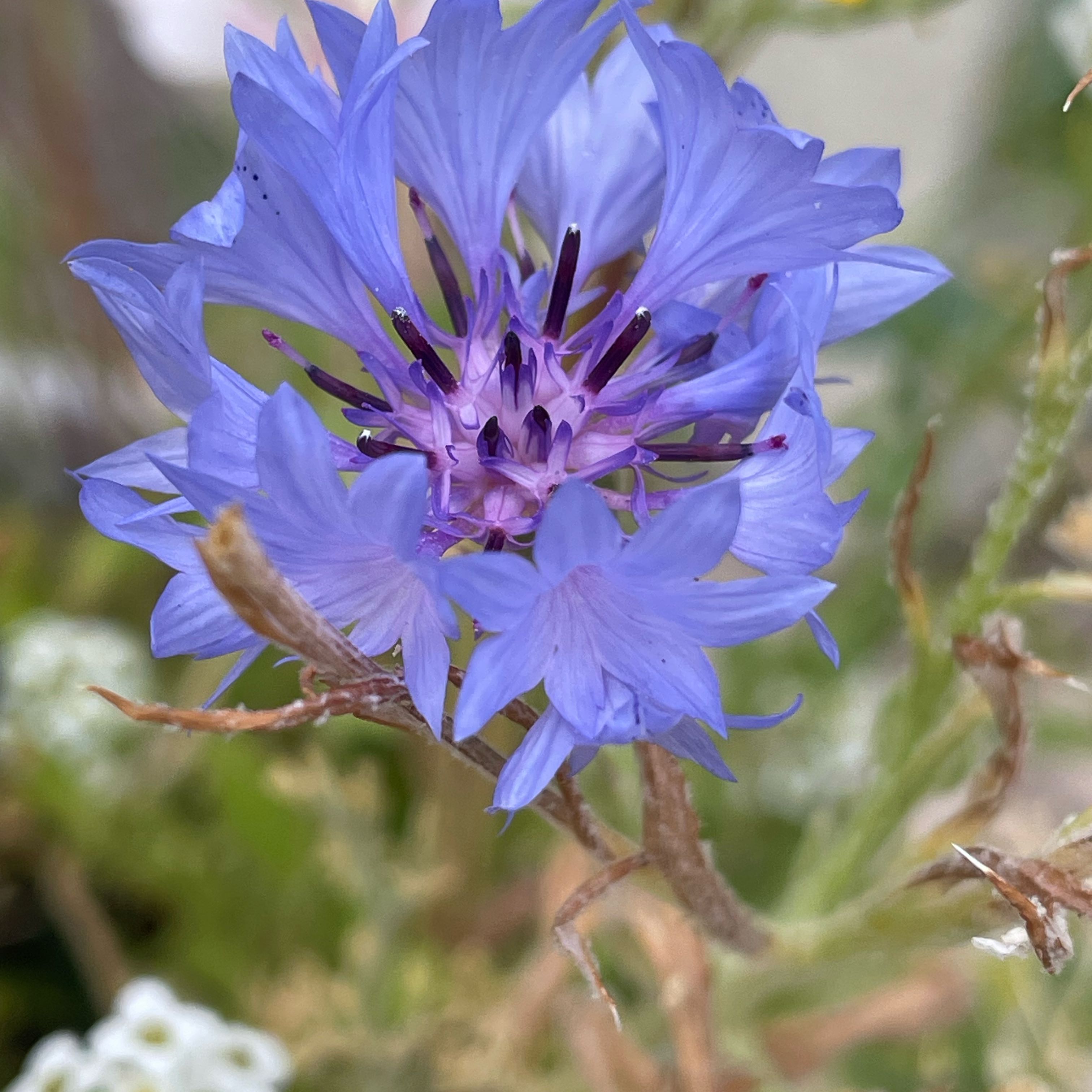 Photo of the plant species Centaurea Cyanus by @SuperbRaspfern named Anne on Greg, the plant care app