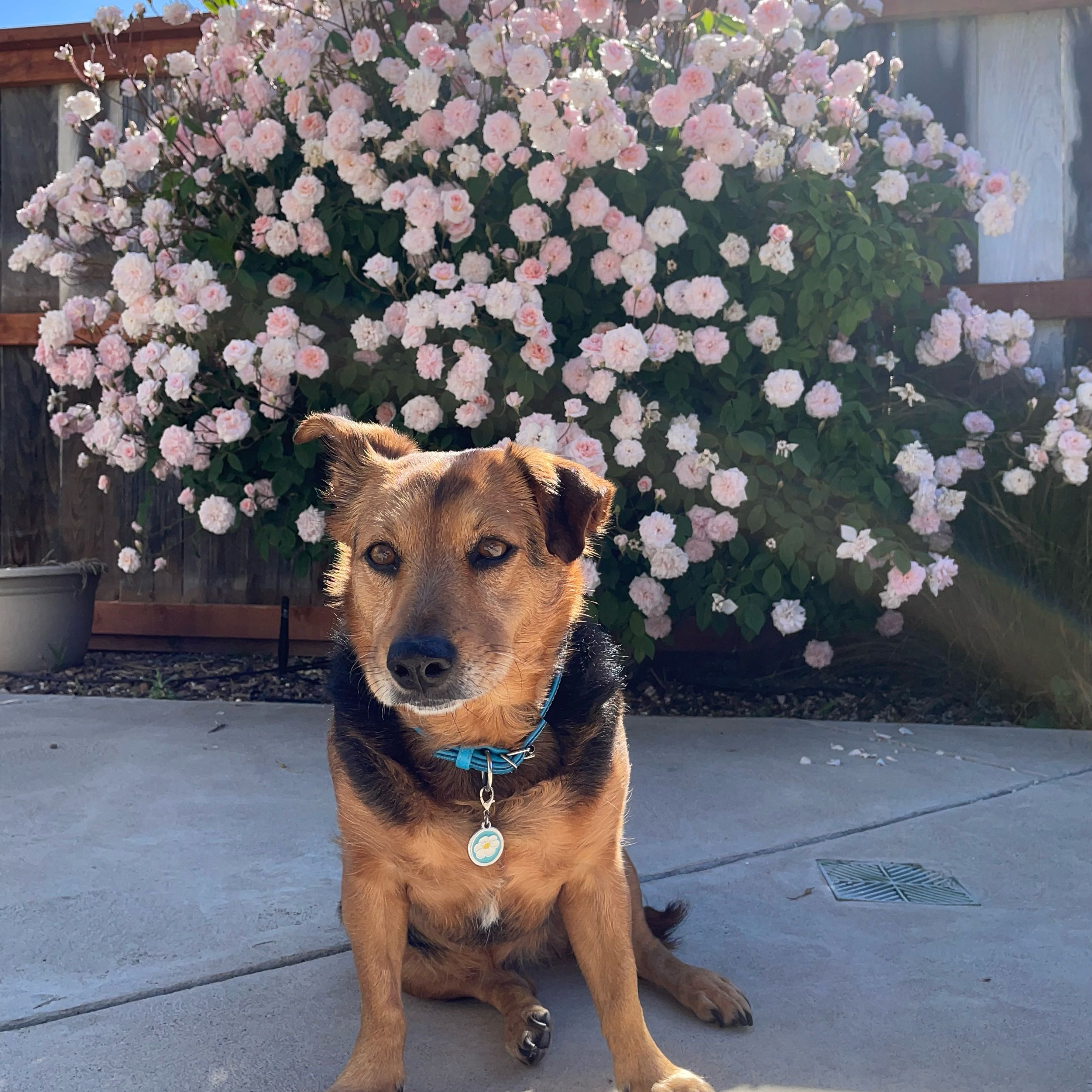 Photo of the plant species Reminiscent Pink Rose by @SuperbRaspfern named James Dean on Greg, the plant care app