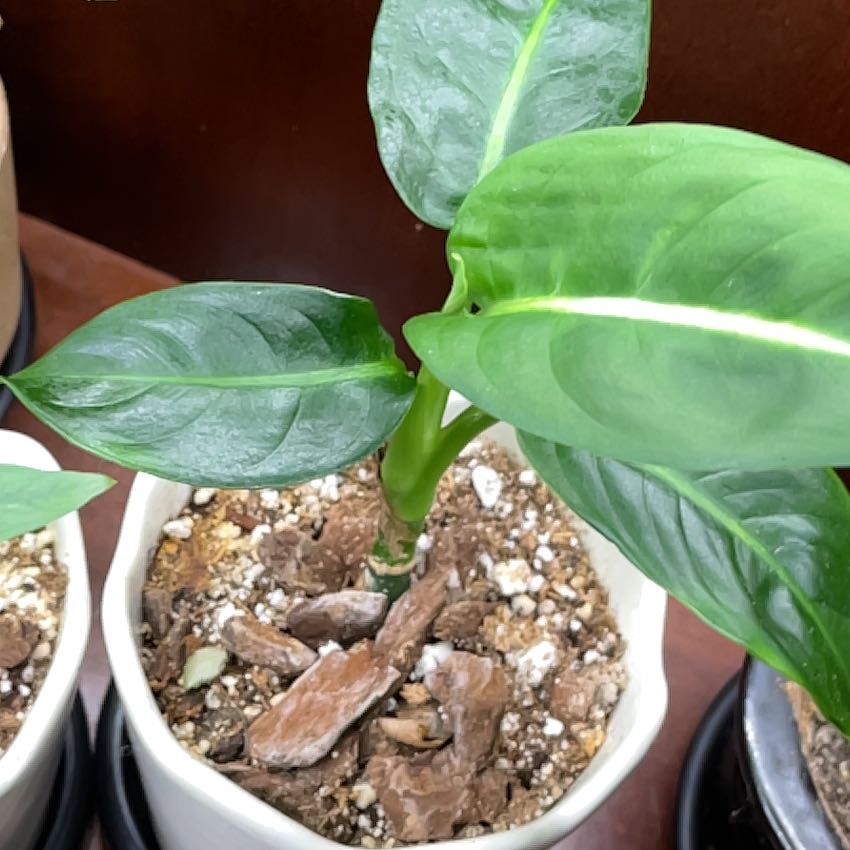 Photo of the plant species Green Magic Dumb Cane by @SuperbRaspfern named Sproutacus on Greg, the plant care app