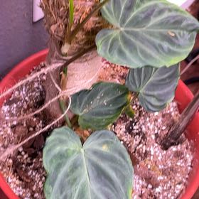 Photo of the plant species Philodendron verrucosum 'Tambillo' by @SuperbRaspfern named Baesil on Greg, the plant care app