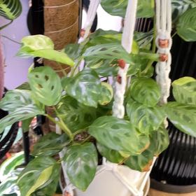 Photo of the plant species Prayer Plant by @SuperbRaspfern named Fernie Saunders on Greg, the plant care app