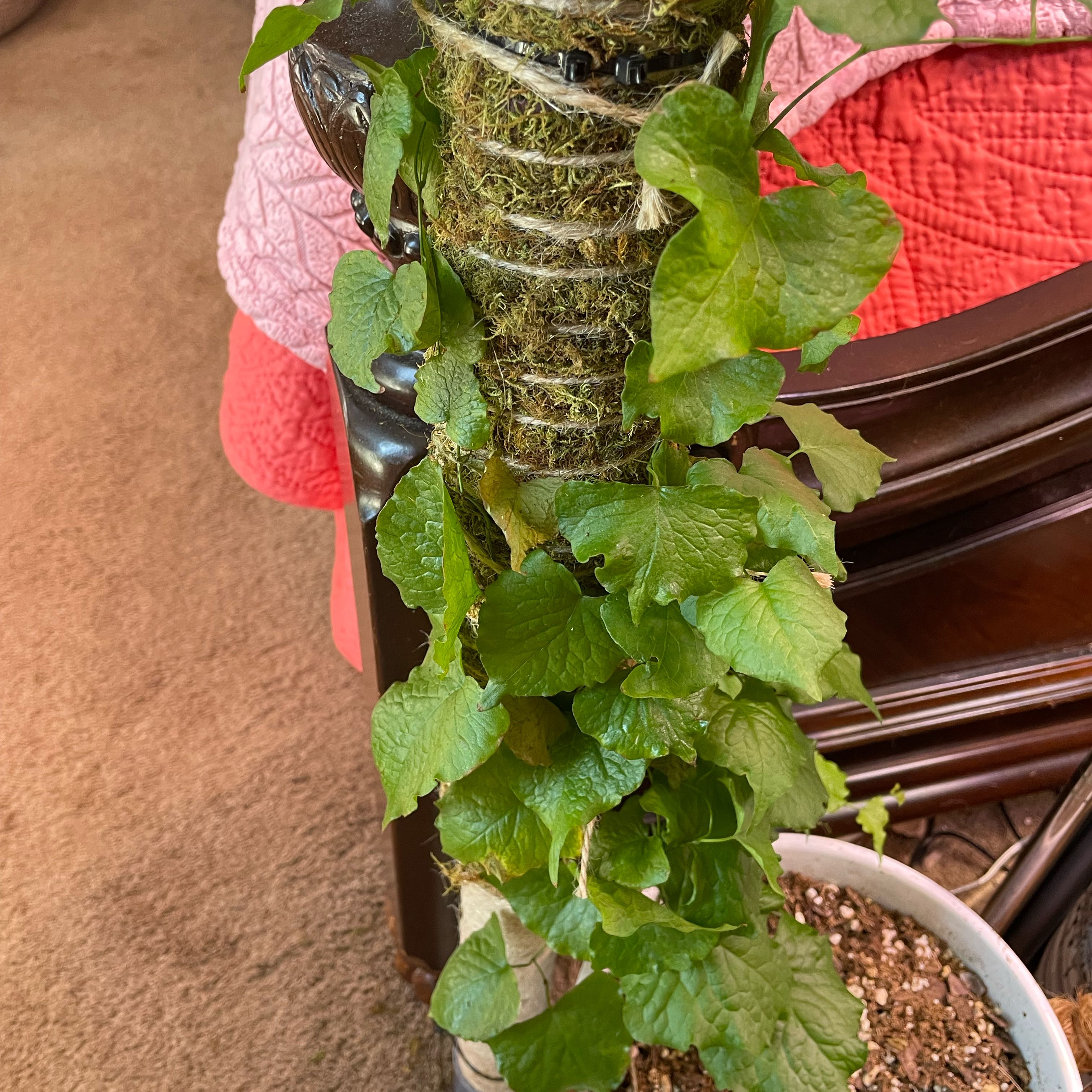 Photo of the plant species Coral Vine by @SuperbRaspfern named Lola on Greg, the plant care app