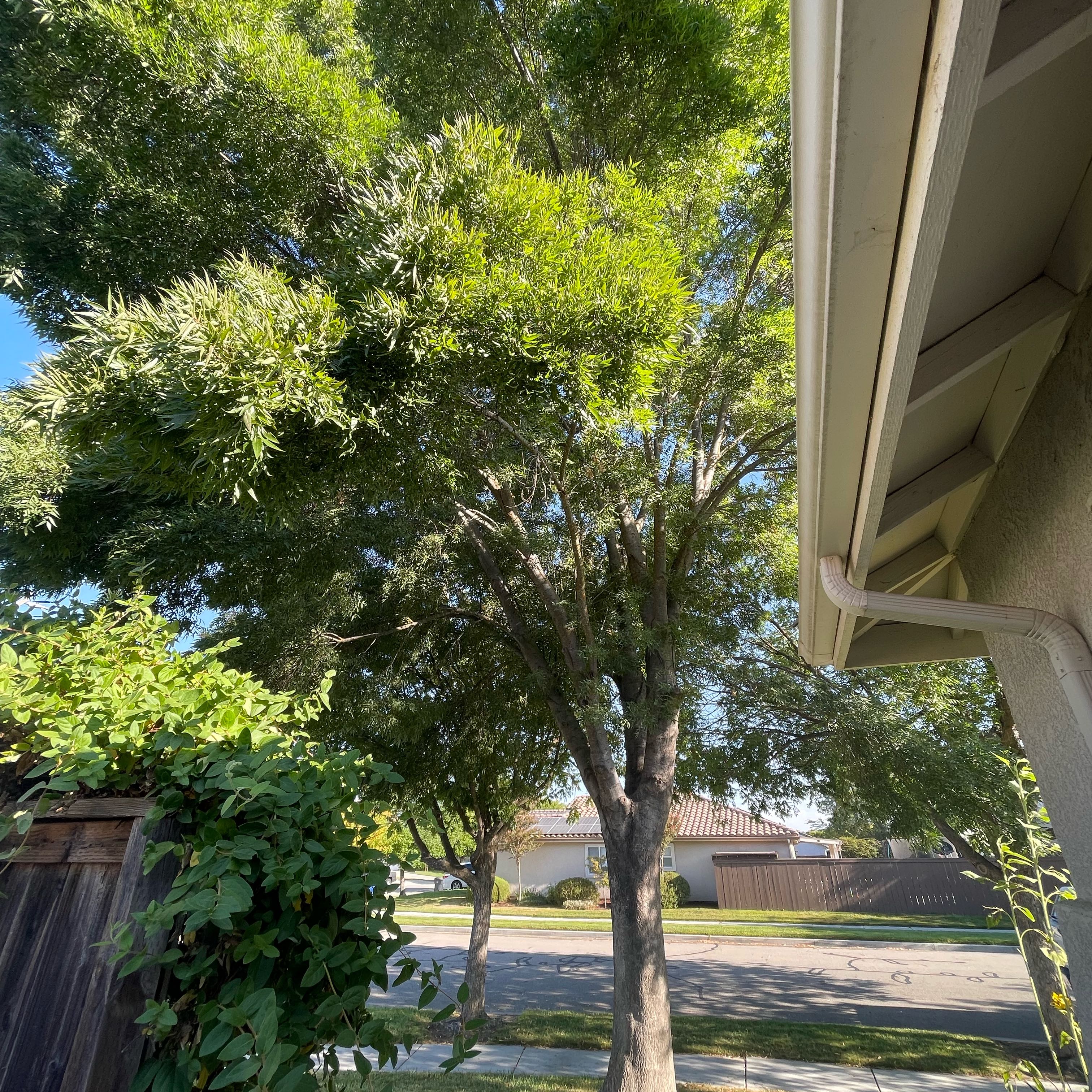 Photo of the plant species Ash Tree by @SuperbRaspfern named Sol on Greg, the plant care app