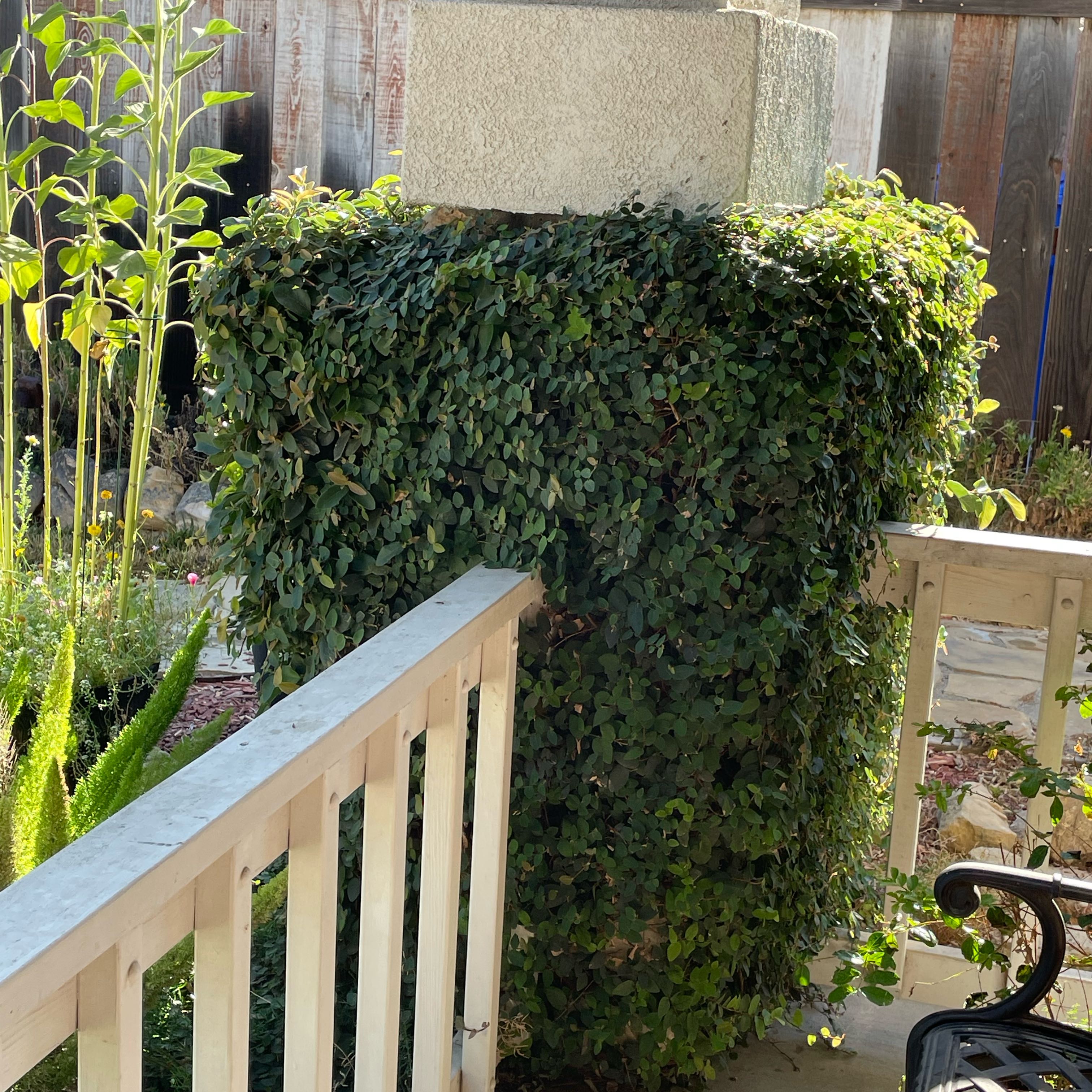 Photo of the plant species Persian Ivy by @SuperbRaspfern named Xena on Greg, the plant care app