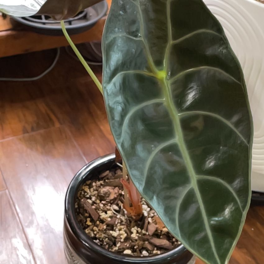Photo of the plant species Alocasia Suhirmaniana by @SuperbRaspfern named Anne on Greg, the plant care app