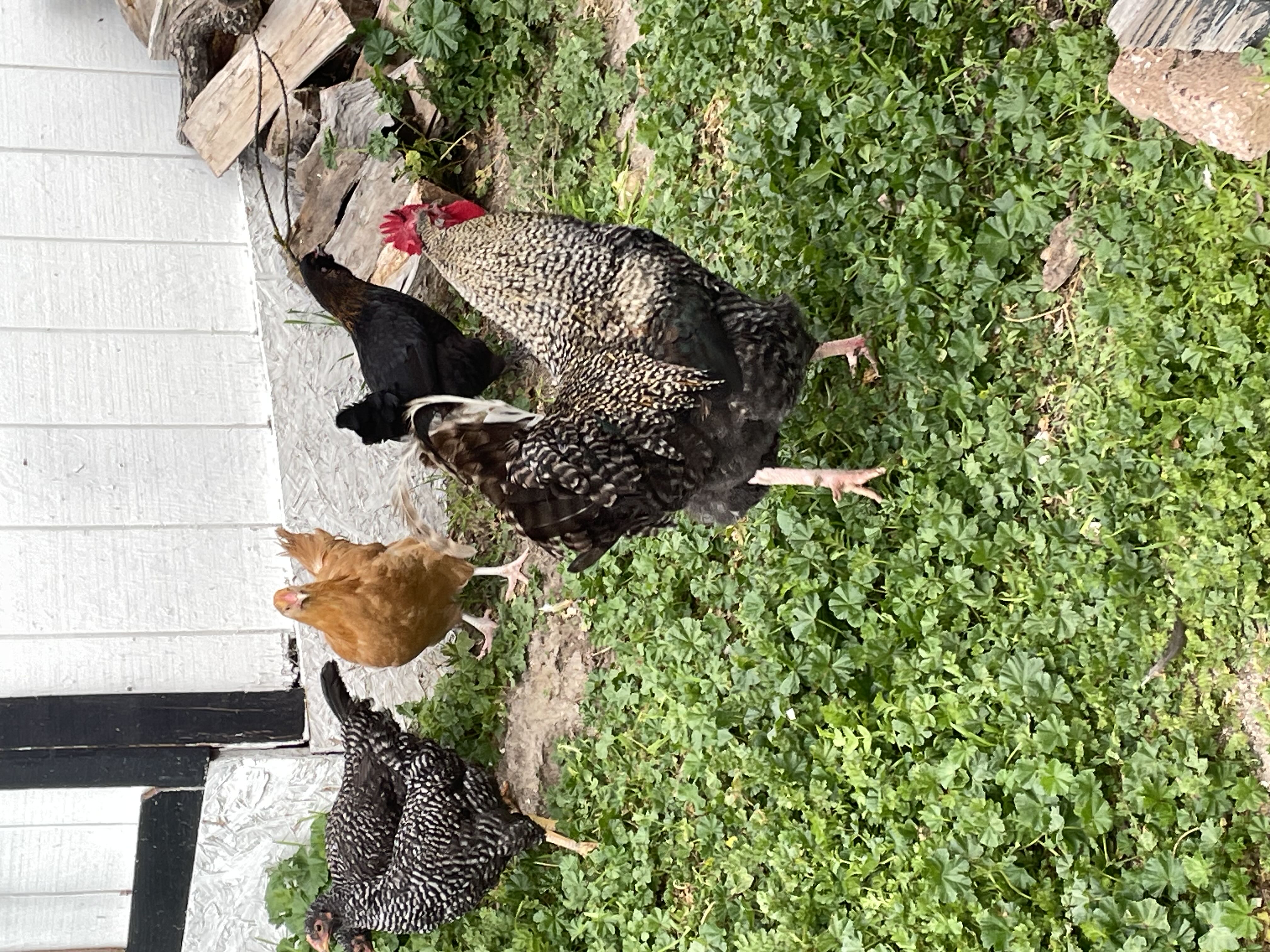 Photo from the post