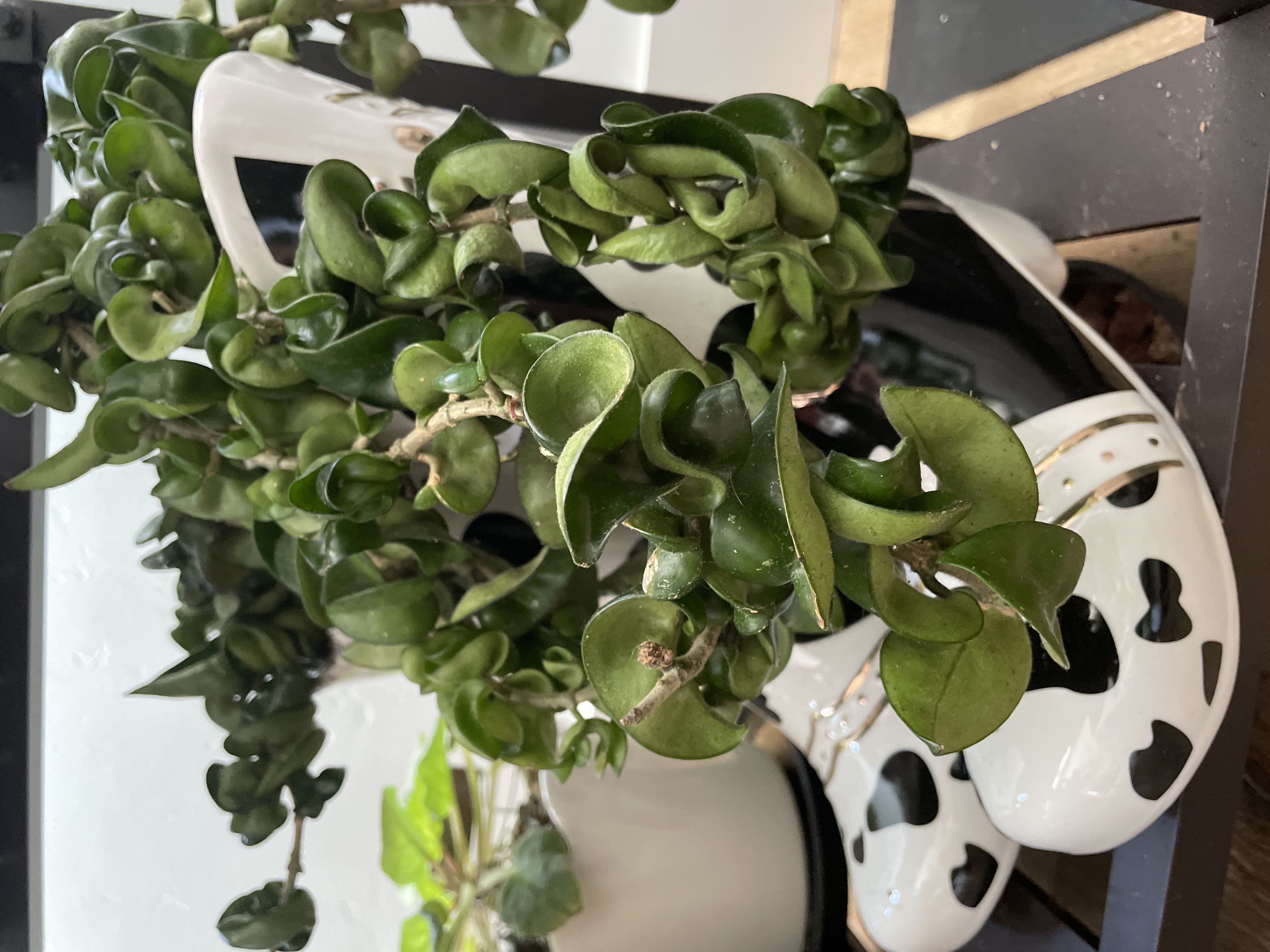 Photo from the post