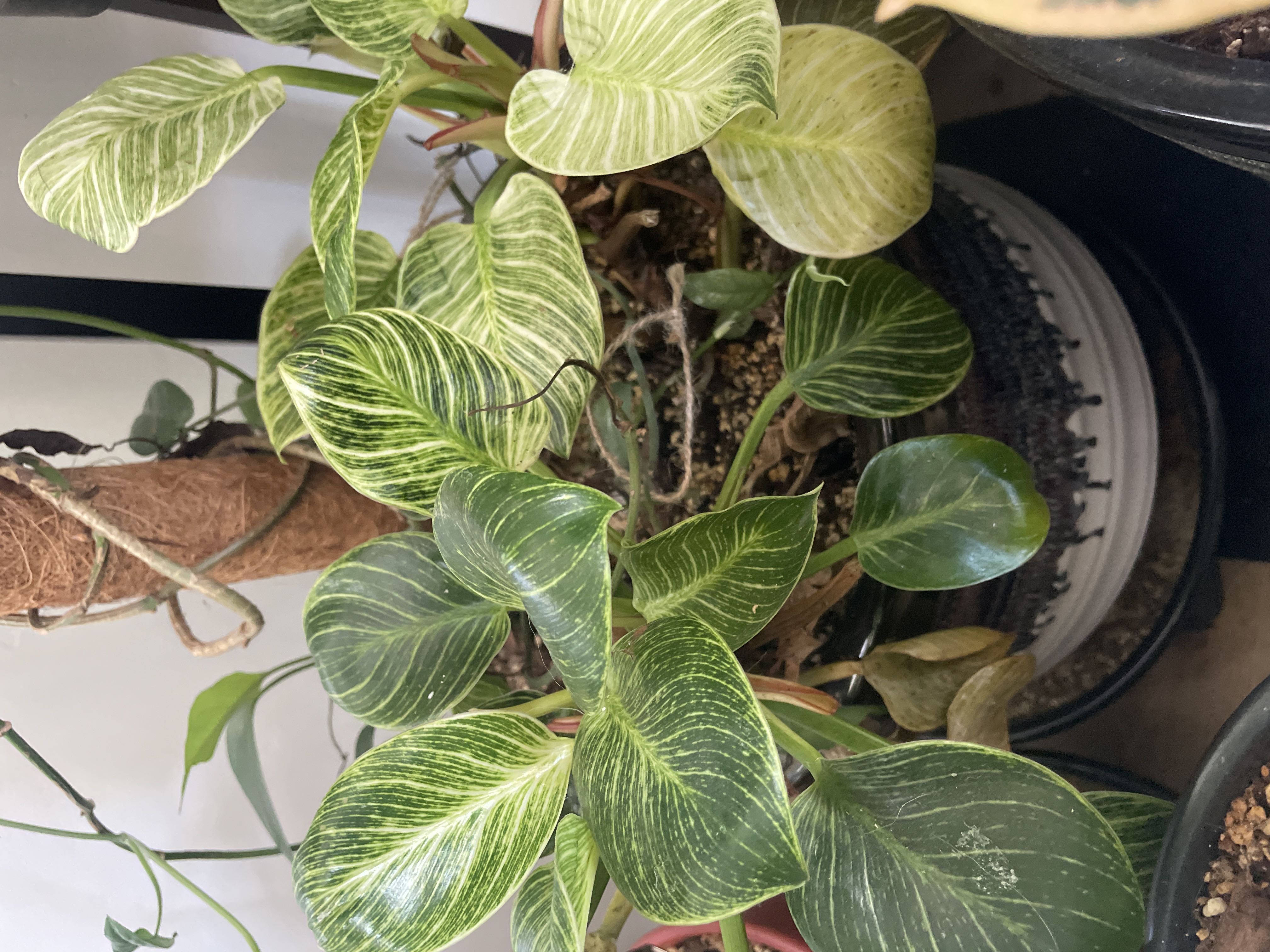 Photo from the post