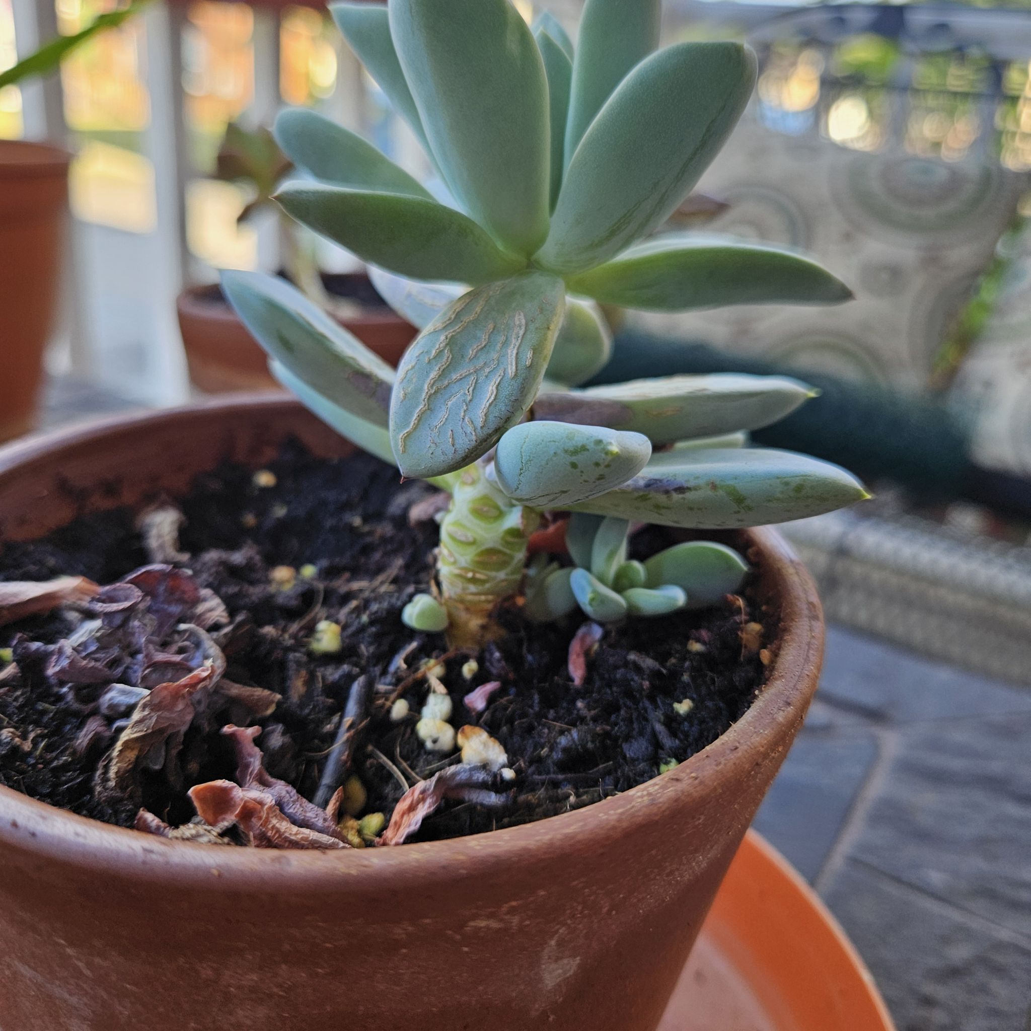 Photo of the plant species Pachyveria 'Blue Quartz' by @LargeChollawood named Pachyveria on Greg, the plant care app
