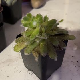 Photo of the plant species Cobweb Houseleek by @LeadBanksrose named Harry on Greg, the plant care app