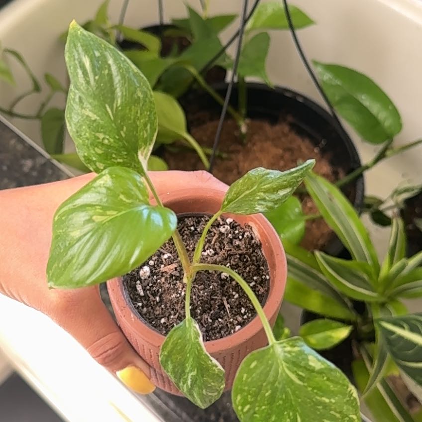 Photo of the plant species Variegated Homalomena by @Elysiachavez named Rafiki on Greg, the plant care app