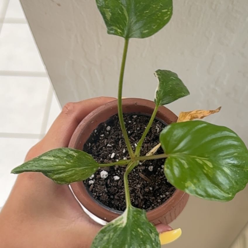 Photo of the plant species Variegated Homalomena by @Elysiachavez named Duchess on Greg, the plant care app