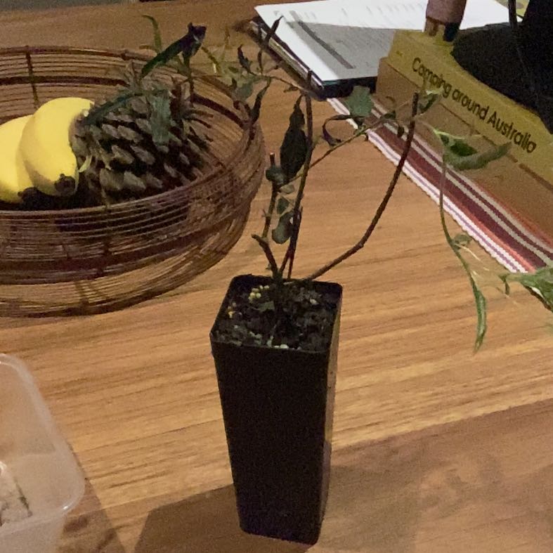 Plant care for Forest Marianthus on Greg, the plant care app