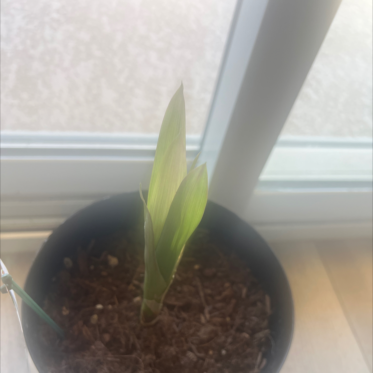 Photo of the plant species King of the Bromeliads by @YeveCannalily named Sir Plancelot on Greg, the plant care app