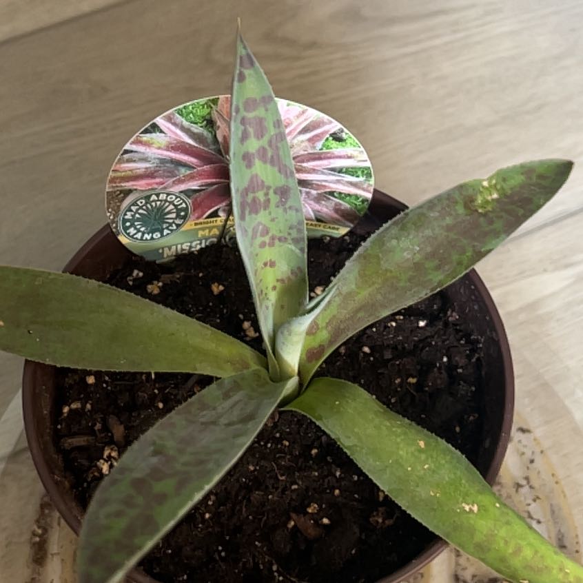 Photo of the plant species Mangave 'Mission to Mars' by @YeveCannalily named Cleopatra on Greg, the plant care app
