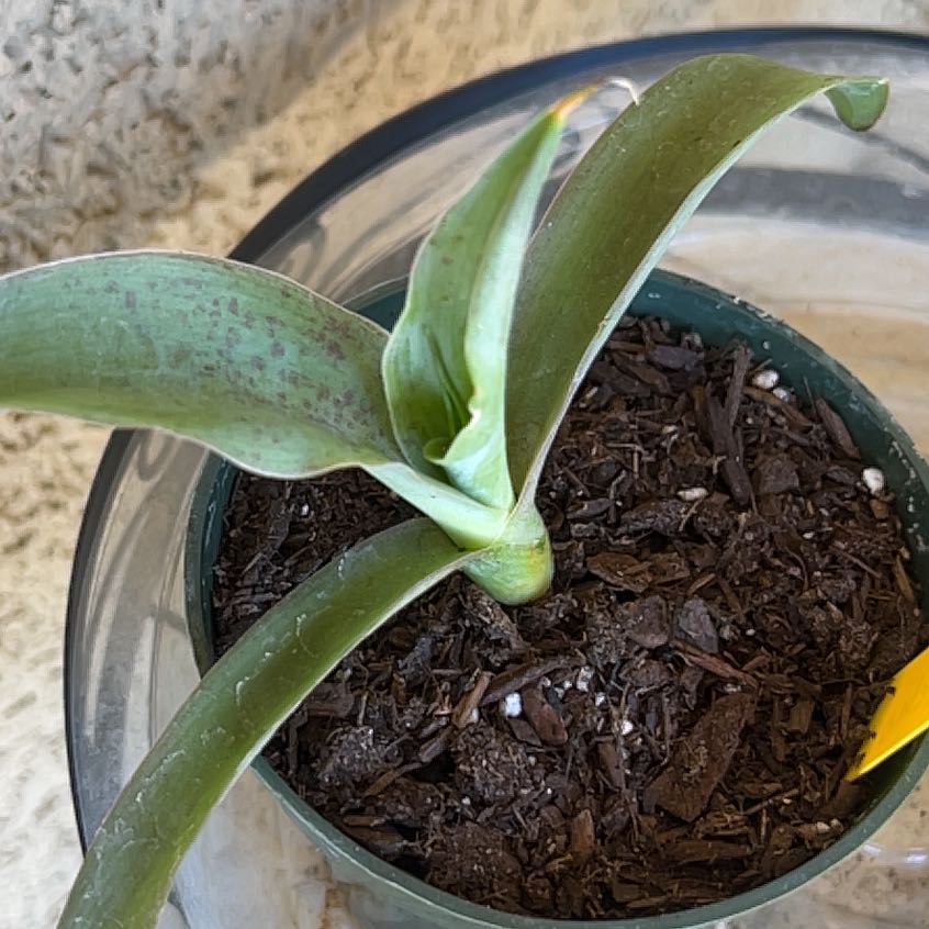 Photo of the plant species Mangave 'Macho Mocha' by @YeveCannalily named Curie on Greg, the plant care app