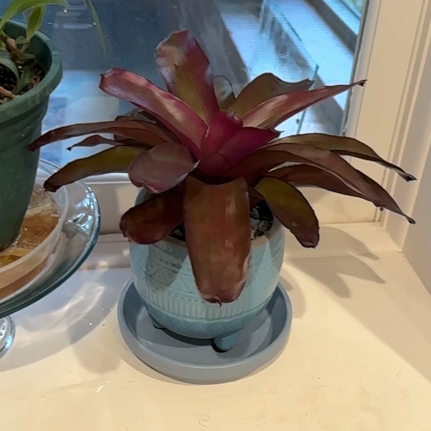 Photo of the plant species Bromeliad by @YeveHardhead named Helga on Greg, the plant care app