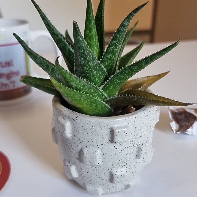 Photo of the plant species Aloe Gasteria Durban by @DreamyTigersjaw named Succulent Jubi on Greg, the plant care app