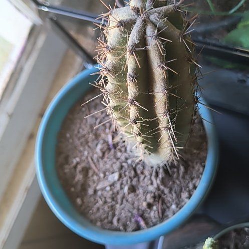 Photo of the plant species Variegated Blue Flame by @TryPlumpaisley named Spike on Greg, the plant care app