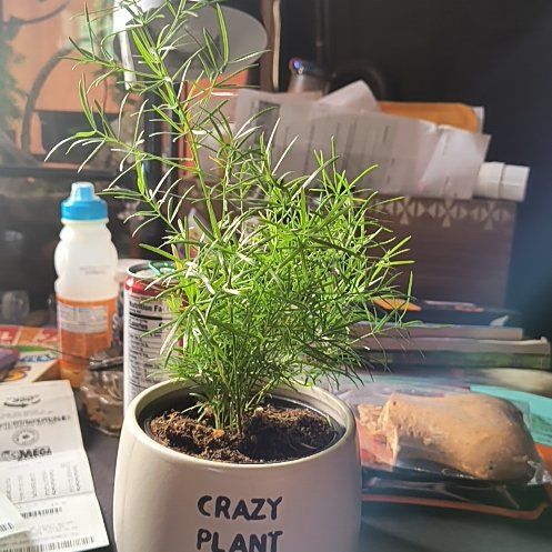Photo of the plant species Emerald Feather Fern by @TryPlumpaisley named Gus on Greg, the plant care app