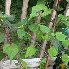 Photo of the plant species Rose of Sharon 'Paraplu Violet' by @AvidIvorysedge named Barb on Greg, the plant care app
