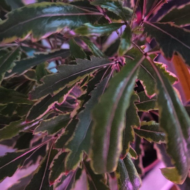 Photo of the plant species Gold Crest False Aralia by @TastyRoyalflush named Naomi on Greg, the plant care app