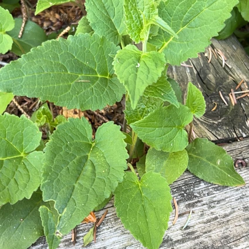 Photo of the plant species Richweed by @RichThreadrush named Oscar on Greg, the plant care app