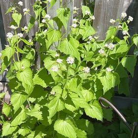 Photo of the plant species Garlic Mustard by @RichThreadrush named Elina on Greg, the plant care app