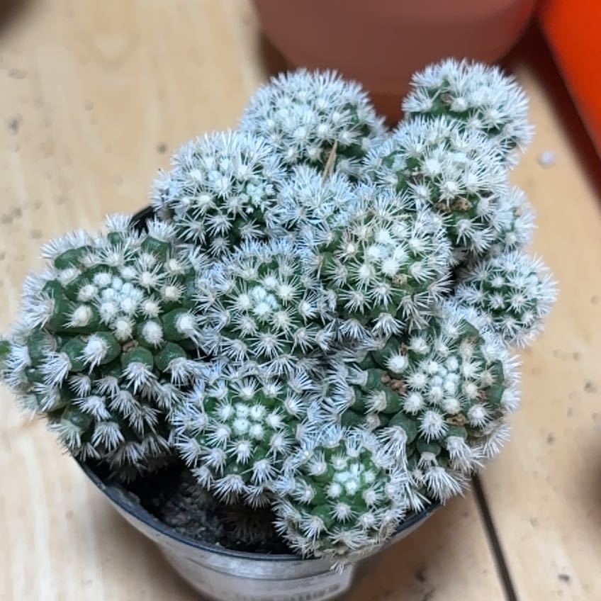 Photo of the plant species Thimble Cactus f. monstrose by @UltraRubbervine named Eva on Greg, the plant care app