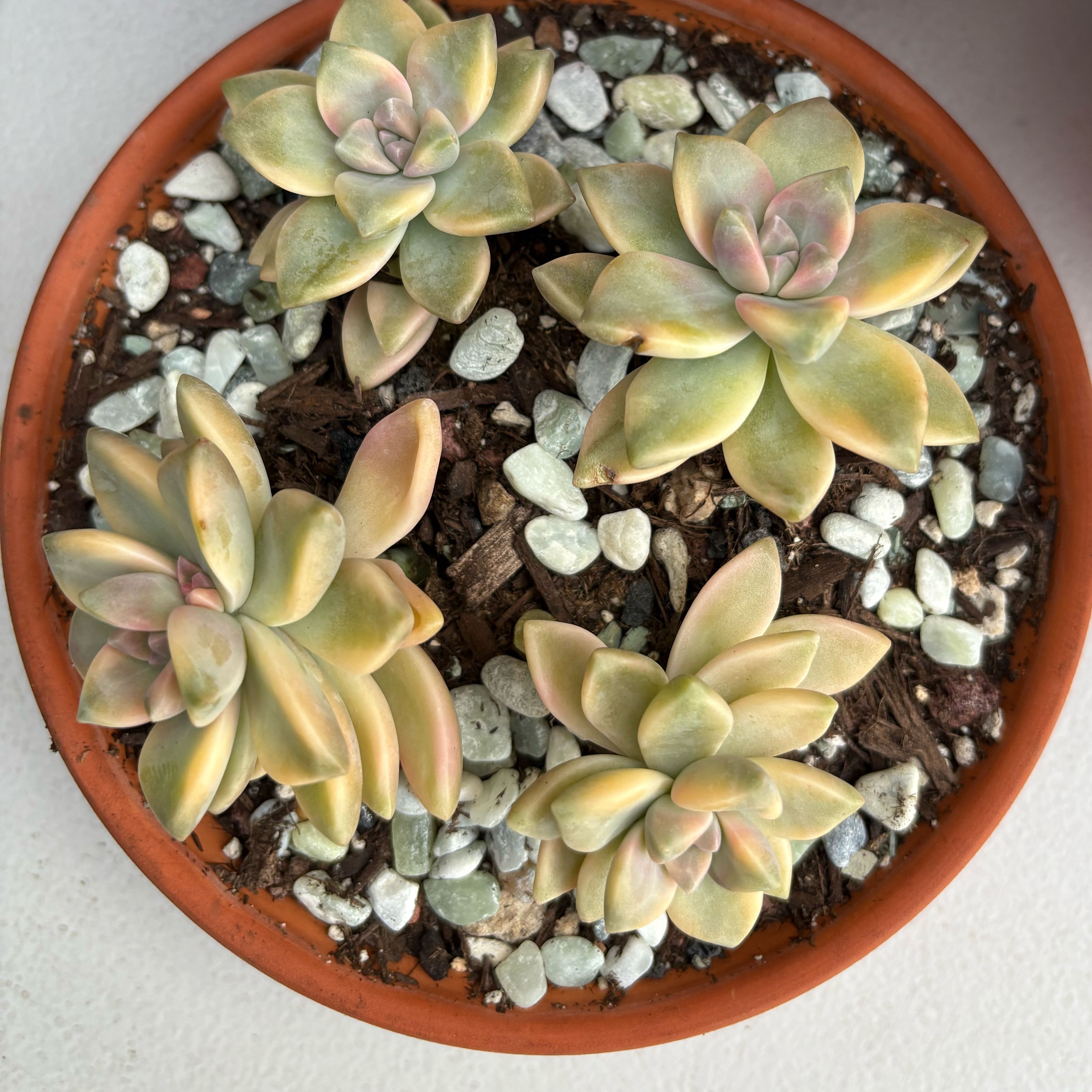 Photo of the plant species Variegated Apricot by @UltraRubbervine named Keanu Leaves on Greg, the plant care app