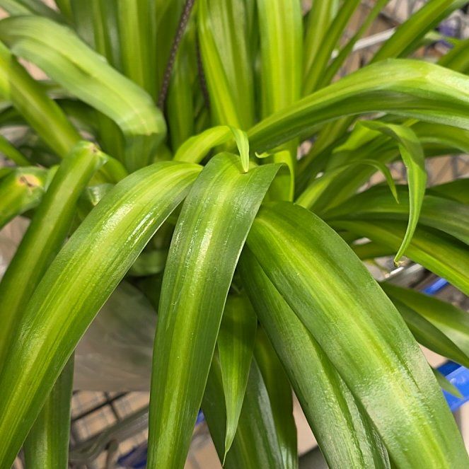 Photo of the plant species Hawaiian Spider Plant by @krisyk77 named Shelob on Greg, the plant care app