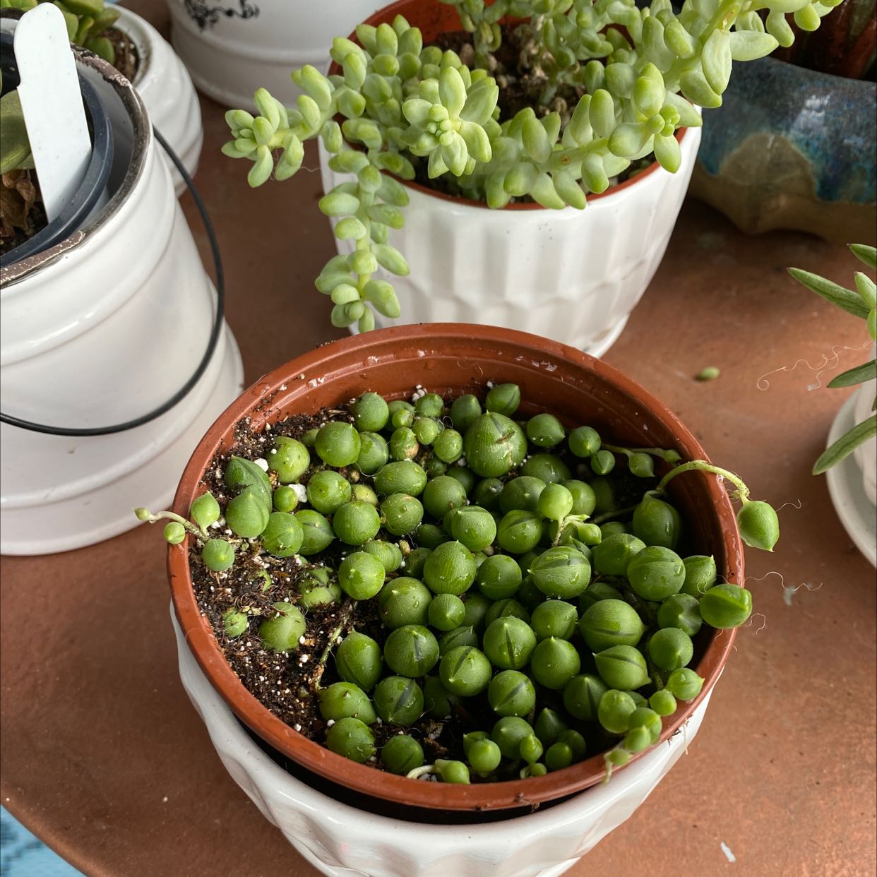 Succulent plant in a small pot with round, green leaves. Soil is visible.