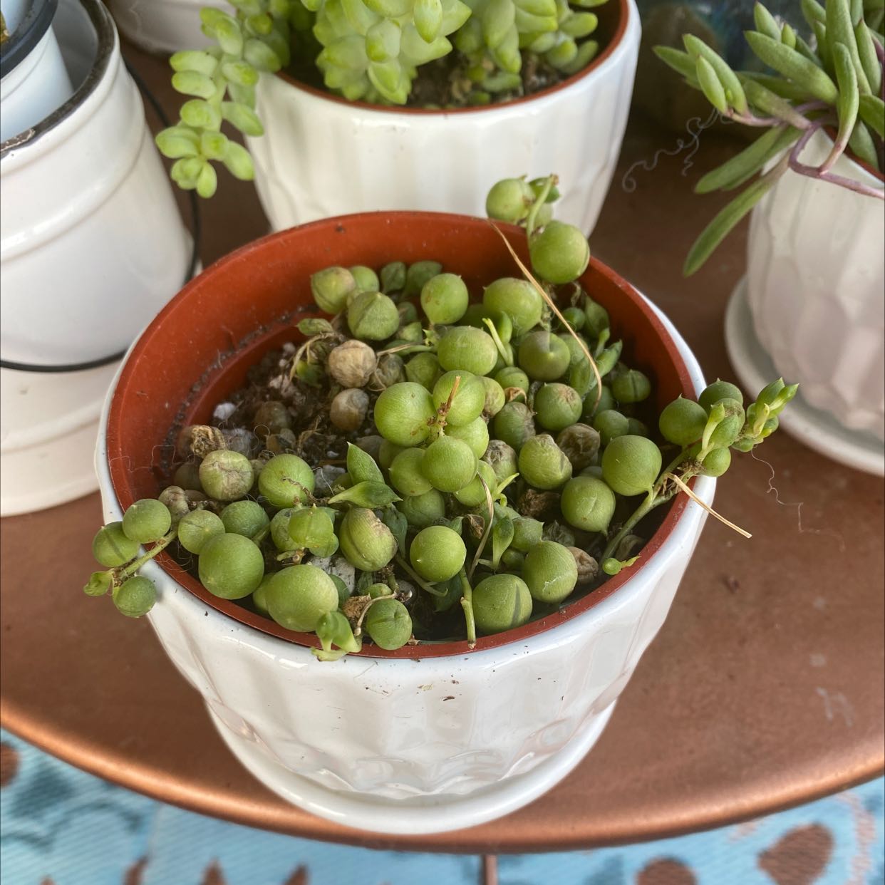 Succulent plant in a pot with green, round leaves. Soil is visible.