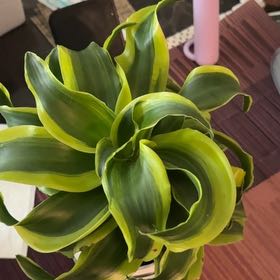 Photo of the plant species Tornado Plant by Mina named Prince on Greg, the plant care app