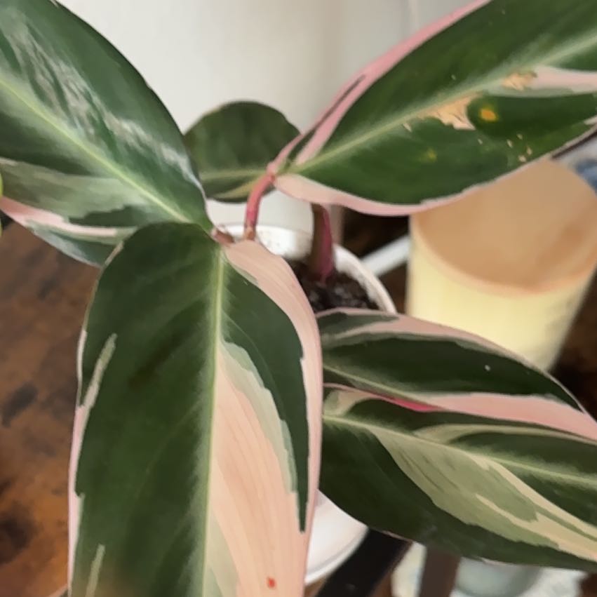 Photo of the plant species Stromanthe sanguinea 'Tricolor' by Mina named Robert Plant on Greg, the plant care app