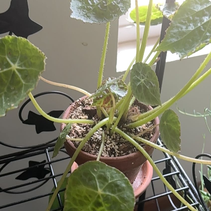 Photo of the plant species Begonia by @MessyNessy named Sherlock on Greg, the plant care app