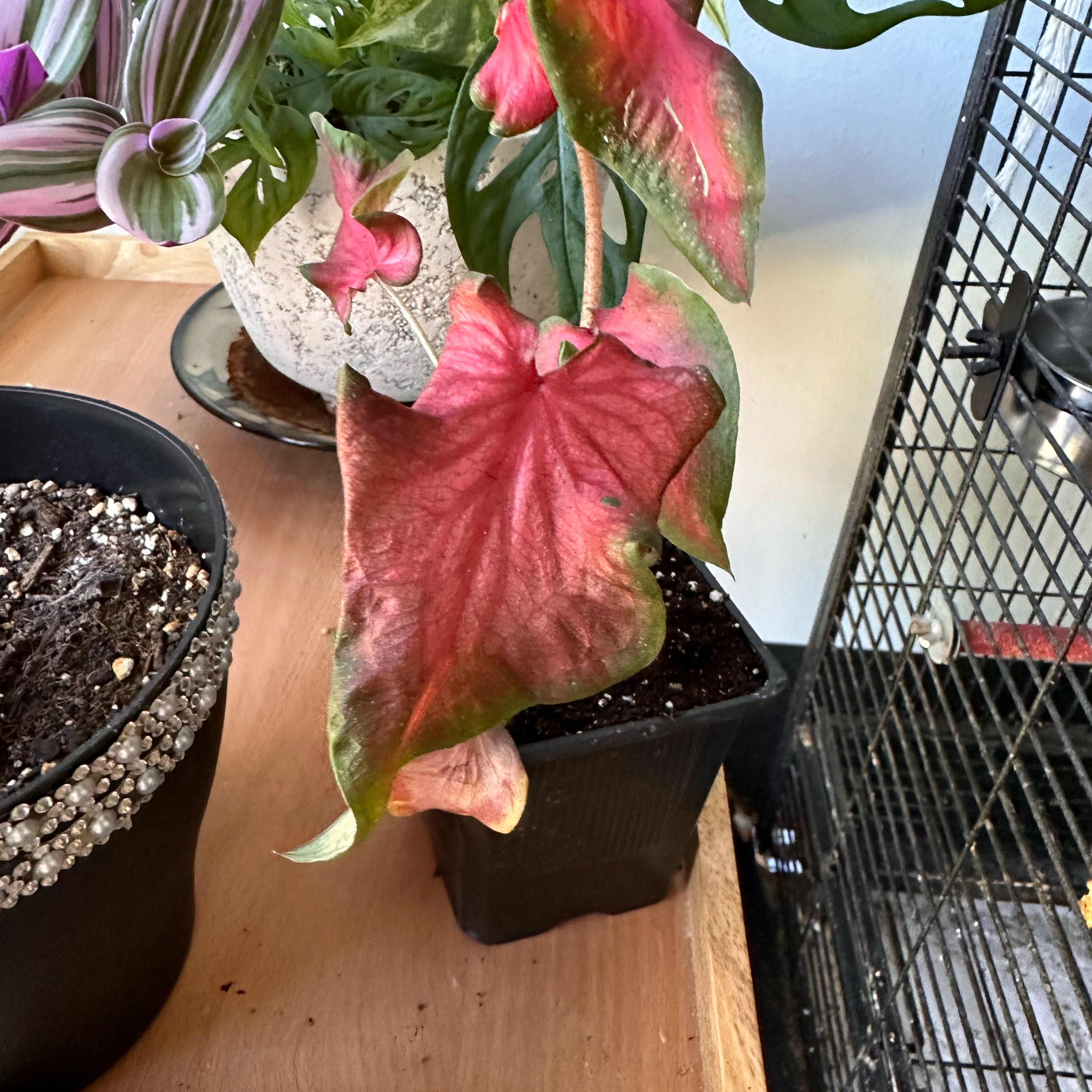 Photo of the plant species Florida Red Ruffle Caladium by @MessyNessy named Scarlett on Greg, the plant care app