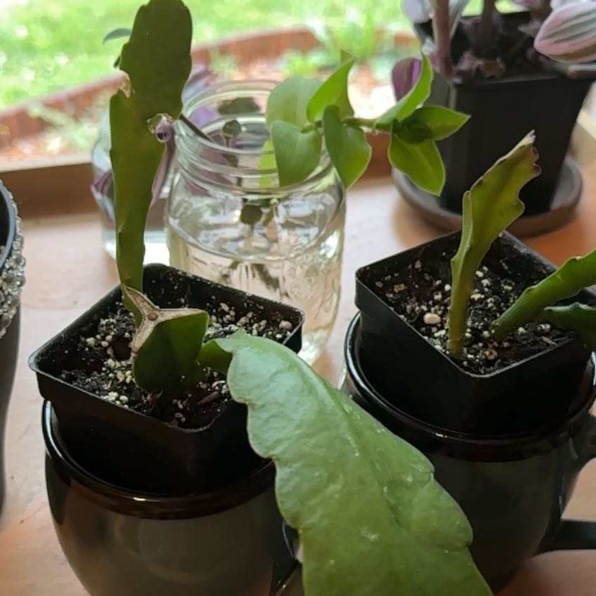 Photo of the plant species Cactus Orchid by @MessyNessy named Girlfrond on Greg, the plant care app
